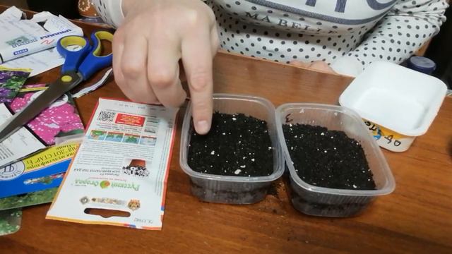 Самый легкий способ выращивания петунии от А до Я Часть 1. #выращиваниепетунии  #петуния