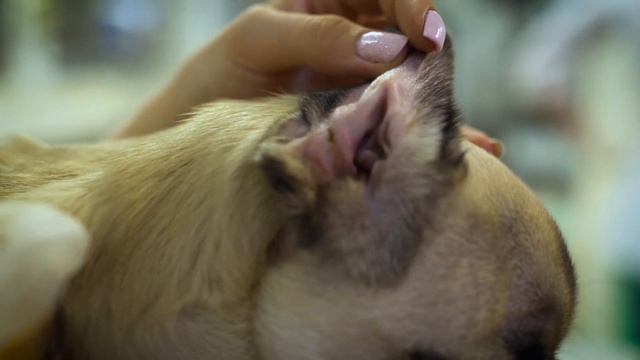 Как правильно и чем чистить уши собаке или щенку в домашних условиях. Ветеринарные советы смотреть онлайн