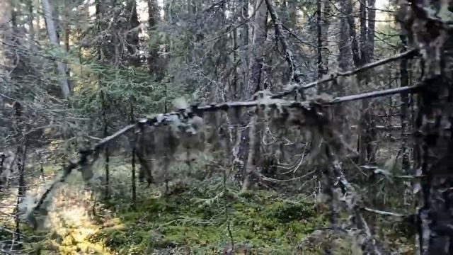 Промысловая охота! Нашел берлогу! Добыл глухаря! смотреть онлайн