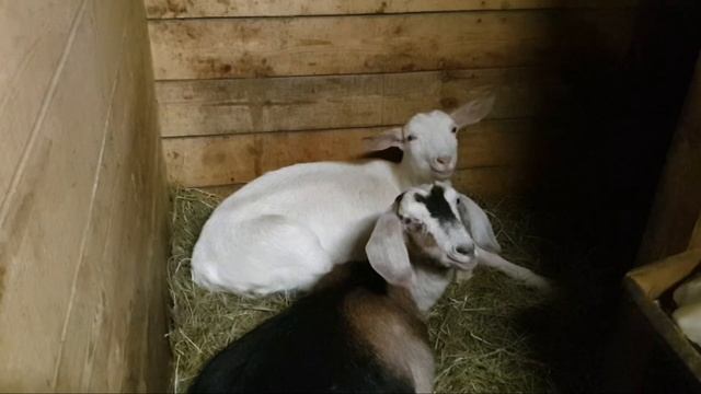 Милые овечки на конюшне! Или всё-таки Нубийская коза? смотреть онлайн