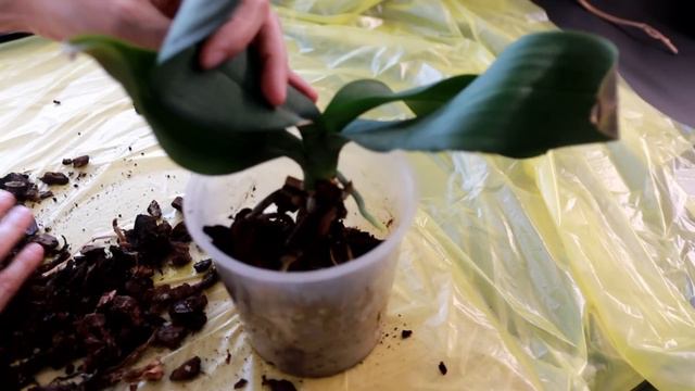 Se vuoi far rifiorire la tua orchidea usa le maniere forti! смотреть онлайн