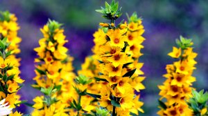 Экхарт Толле - 43. Неприятности и несчастья, озвучивает Nikosho.mp4