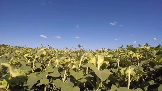 УБОРКА ПОДСОЛНЕЧНИКА 2020 ЕЩЕ НЕ СКОРО | АРАХИСУ БЫТ смотреть онлайн