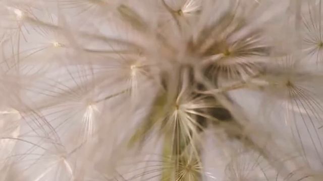 Одуванчик - польза и рецепт вкусного сиропа без варки! смотреть онлайн