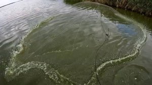 Неплохой улов в осенней реке, кастиговая сеть не подвела