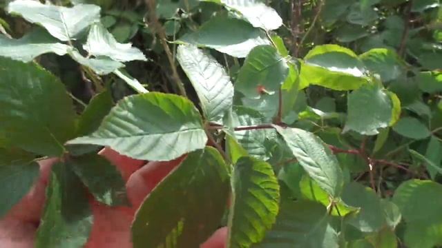 ЕЖЕВИКУ КОЛЮЧУЮ НЕ УКРЫВАЙТЕ смотреть онлайн