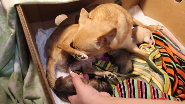 Первые роды у нашей чихуахуа смотреть онлайн