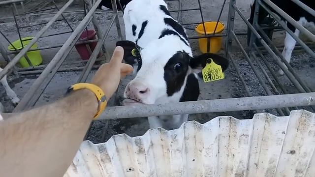 КОРОВЫ. ФЕРМА В ИЗРАИЛЕ. КОРОВНИК. COW FARM IN ISRAEL смотреть онлайн