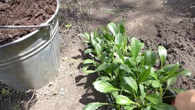 Высадка ромашки Крейзи Дейзи в открытый грунт смотреть онлайн