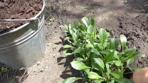 Высадка ромашки Крейзи Дейзи в открытый грунт