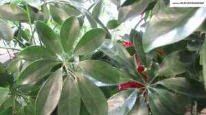 ОШИБКИ при УКОРЕНЕНИИ  ШЕФЛЕРЫ.  Как их избежать?