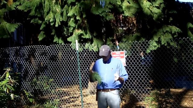 Port Orford cypress (Chamaecyparis lawsoniana) - Plant Identification смотреть онлайн