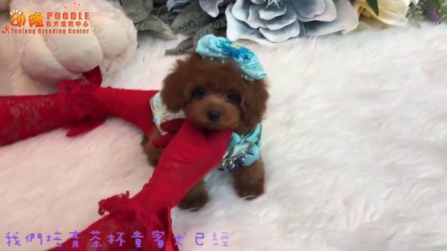 Teacup poodle teddy bear 茶杯泰迪熊貴賓886 смотреть онлайн