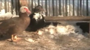 Северокавказская бронза, серебро и палевая индейка // Секреты хороших урожаев.