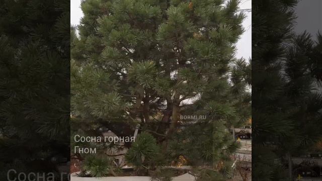 Сосна горная Гном смотреть онлайн