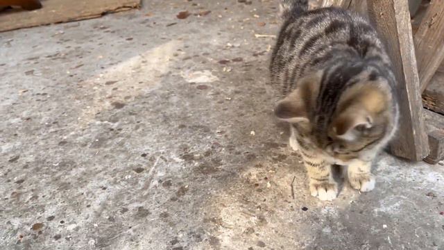 Hyperactive Tabby kittens have a lot of fun playing, funny kittens смотреть онлайн