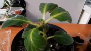 Глоксиния. отпраыляем на зимовку.