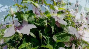 Клематис Хегли Гибрид / Хэгли Хайбрид / Clematis Hagley Hybrid