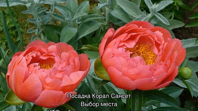 Пион Корал Сансет (Paeonia Coral Sunset) смотреть онлайн