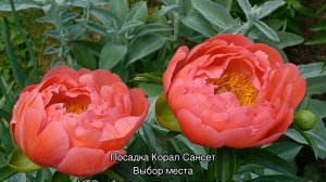 Пион Корал Сансет (Paeonia Coral Sunset)