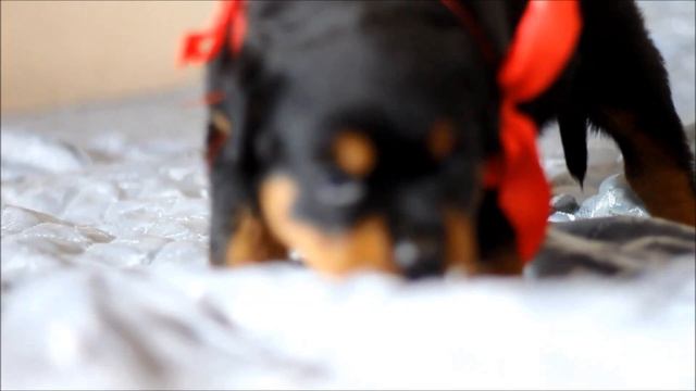 Ротвейлер девочка красная лента 1 месяц смотреть онлайн