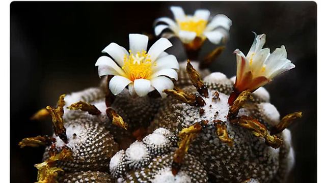 Блоссфельдия крошечная (blossfeldia Liliputana)