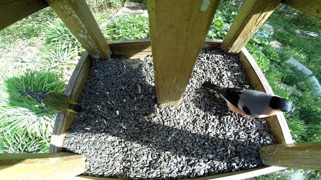 Чиж и снегирь делят кормушку смотреть онлайн