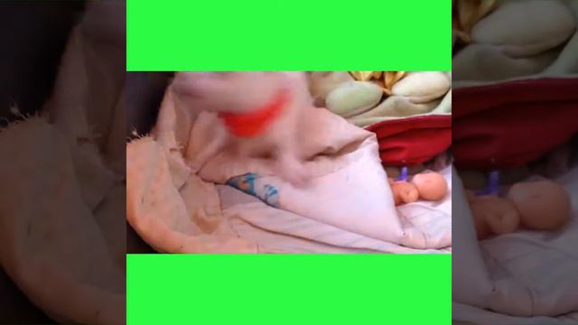 Экскурсия в жизнь чихуахуа смотреть онлайн