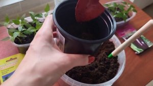 ПИКИРУЮ ПЕРЦЫ ТОЛЬКО ТАК. Все правила и тонкости пикировки???