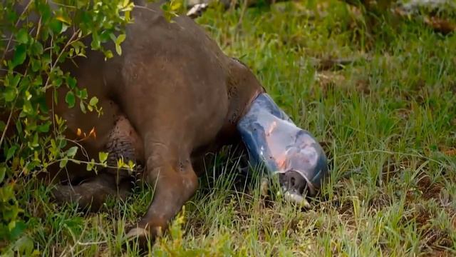 Komodo Attacks New Born Baby Gazelle And Mother смотреть онлайн
