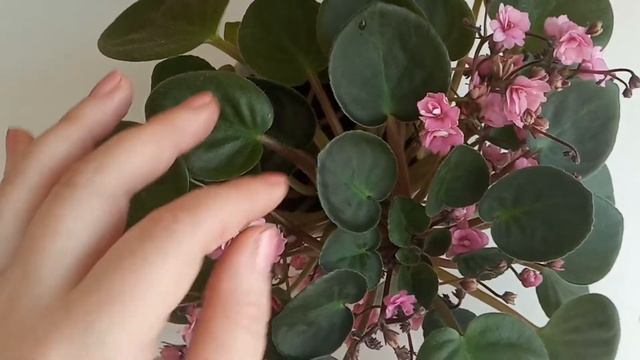 Цветущие фиалки - начало декабря 2021 смотреть онлайн