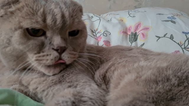 КОТ НЕ ДАЕТ СПАТЬ ПО НОЧАМ смотреть онлайн
