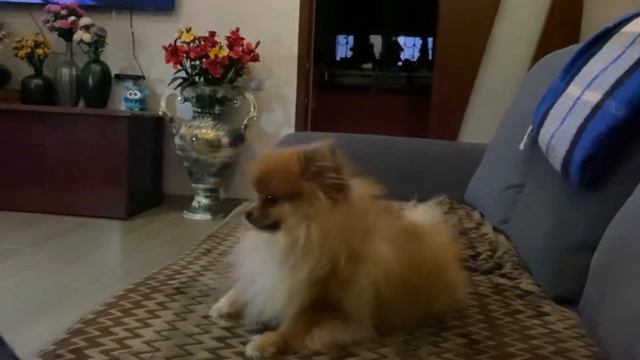 Мои питомцы: Моя шпиц Магдалина/2 года/30.11.21 смотреть онлайн