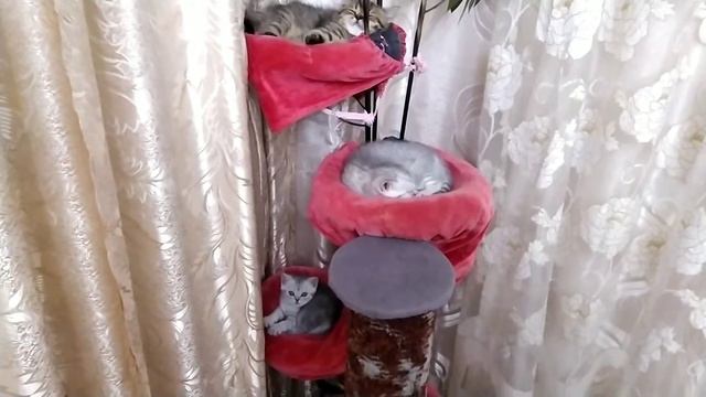 Котята на цветочной подставке.