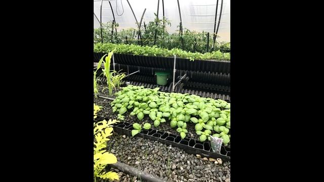 Органическое удобрение Bio Sevia Bloom GHE смотреть онлайн