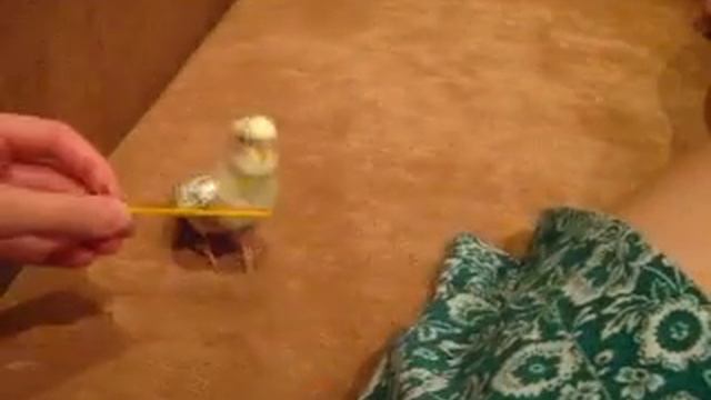 Parrot brings a stick (Попугай и палка) смотреть онлайн