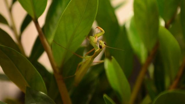 Обыкновенный богомол (Mantis religiosa) за едой смотреть онлайн