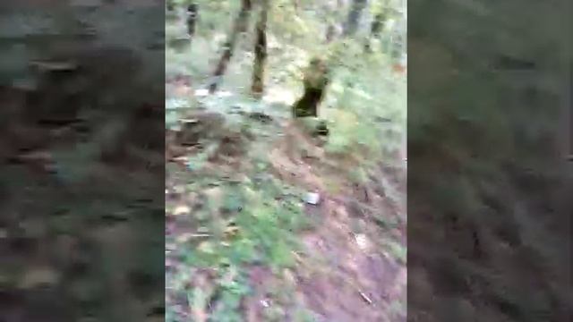 Грибы Зонтики на Бештау уже во всю растут. смотреть онлайн