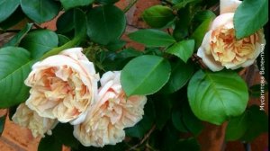 ❀ Плетистые розы: клаймберы и рамблеры и их главные отличия. Лучшие сорта клаймберов