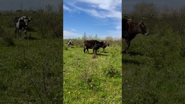 тёлочки ??? #корова #стадо #животные #краснодарскийкрай смотреть онлайн