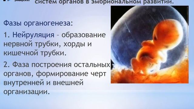 Лекция 5 ФДП онтогенез смотреть онлайн