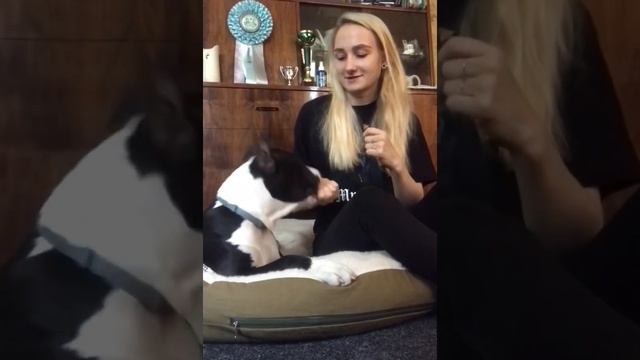 Отзыв о курсе "Собака: инструкция" - Алена и Дэфф смотреть онлайн