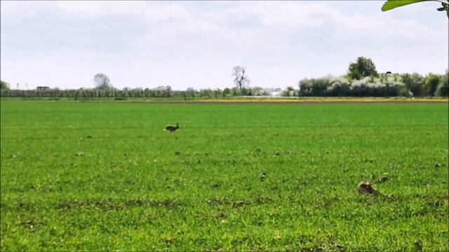 В Польше расцвели яблоневые сады. W Polsce kwitną sady jabłoniowe. смотреть онлайн