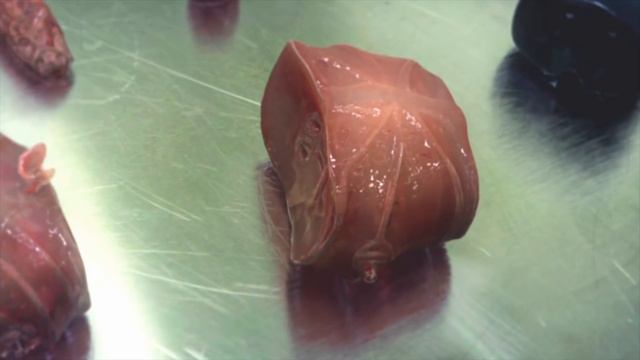 Гомункул каждому! смотреть онлайн