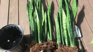 Размножение сансевиерии. Большие новые горшки, пересадка.