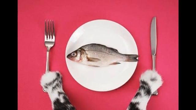самый лучший корм для кошек смотреть онлайн