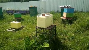 Пчеловодство в  Ленинградской области. Лето 2021.
