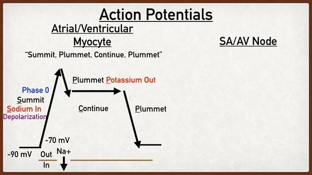 Cardiac Myocyte Action Potential Phases Made Easy [Heart Muscle vs Pacemaker Physiology Animation] смотреть онлайн