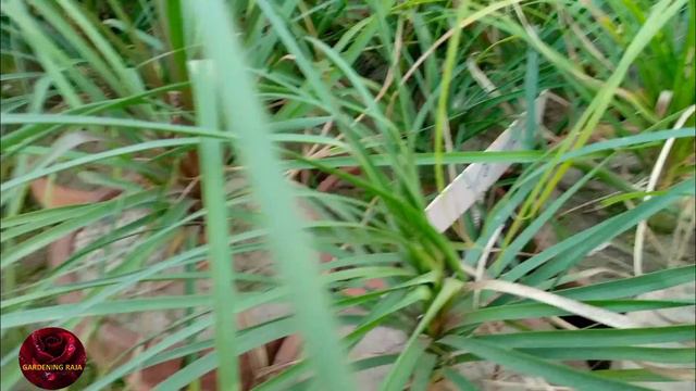 How To Grow Ponytail Palm In A Pot || Nolina Palm Care || Ponytail Palm Growth Tips