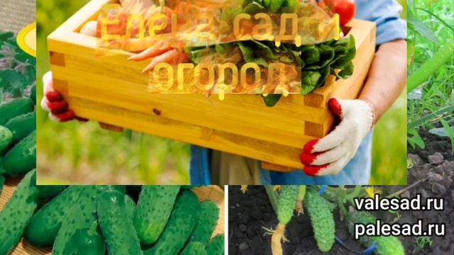 ПРЕКРАСНЫЕ ОГУРЦЫ! ЗАВАЛЯТ ВЕСЬ ВАШ УРОЖАЙ! полезные советы садоводам от Елены Сад и Огород! смотреть онлайн